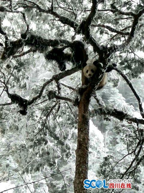 四川芦山县发现野生大熊猫 爬树玩雪不亦乐乎