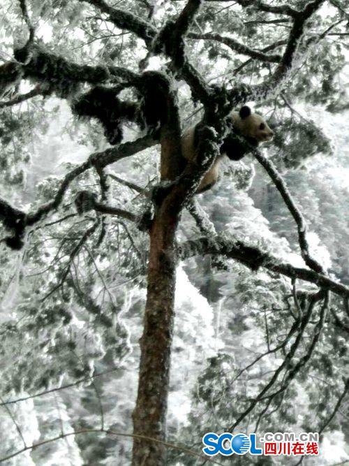 四川芦山县发现野生大熊猫 爬树玩雪不亦乐乎