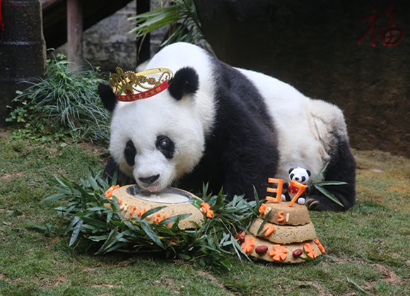 福州熊猫巴斯迎来37岁生日 领跑世界最长寿纪录