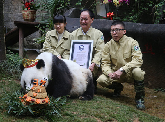 福州熊猫巴斯迎来37岁生日 领跑世界最长寿纪录