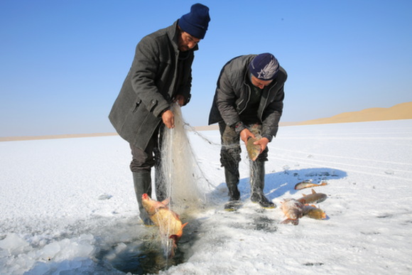 若羌：冬季捕鱼 鱼跃人欢迎新年