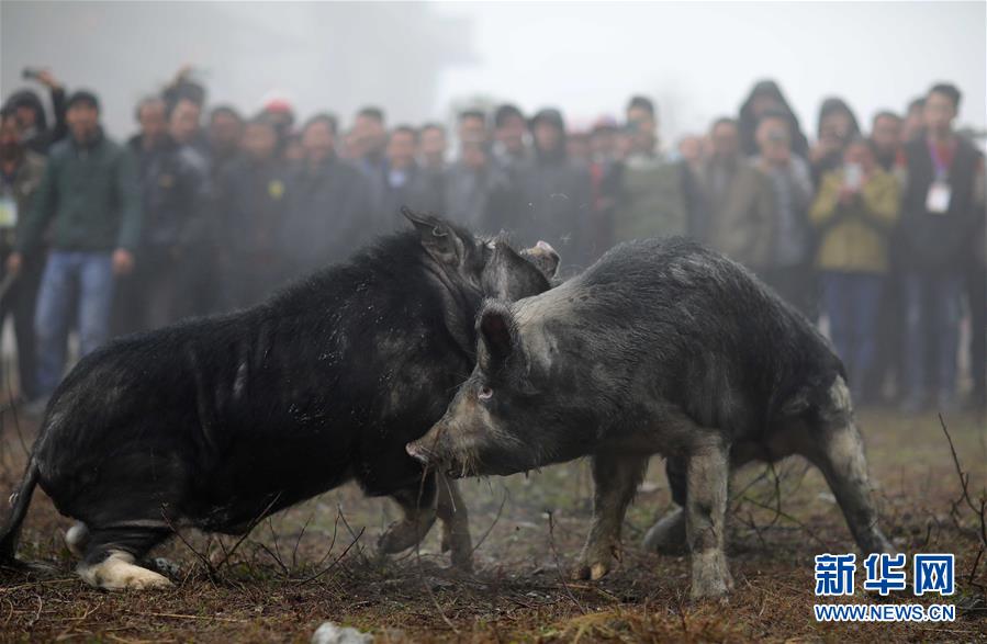贵州丹寨特色斗猪赛 吸引众多观众