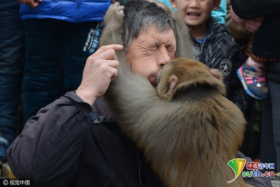 河南耍猴艺人被猴强吻一脸嫌弃 小猴呆萌耍宝