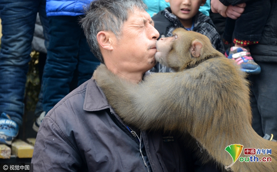 河南耍猴艺人被猴强吻一脸嫌弃 小猴呆萌耍宝