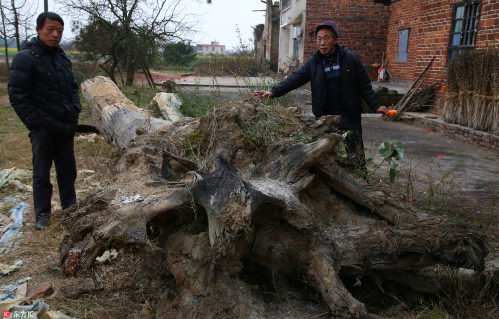 村民挖出两棵楠木树坐等升值 有人出价5万不卖