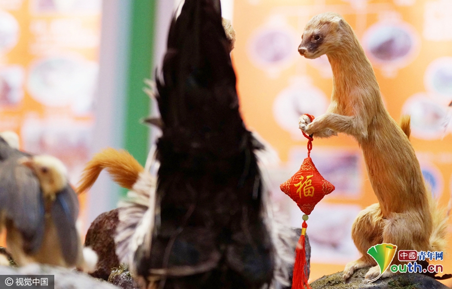 天津自然博物馆“黄鼠狼给鸡拜年”场景夺人眼球