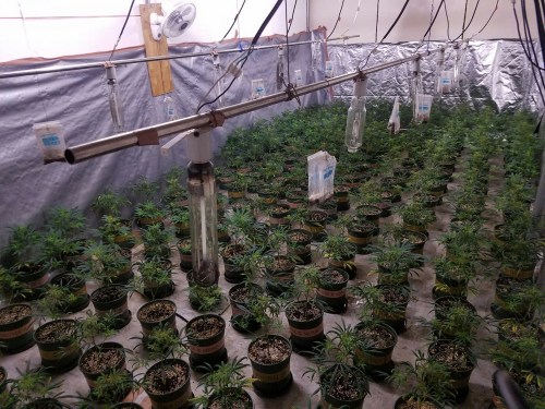 香港警方捣破一大麻种植场 查获1100万港元货品