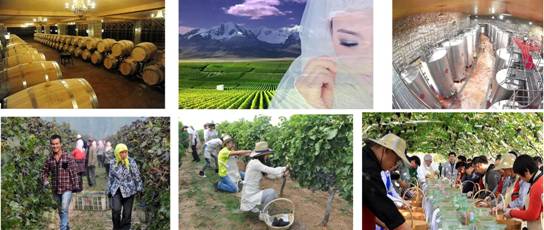 宁夏检验检疫局助力贺兰山东麓葡萄酒企业走向国际市场