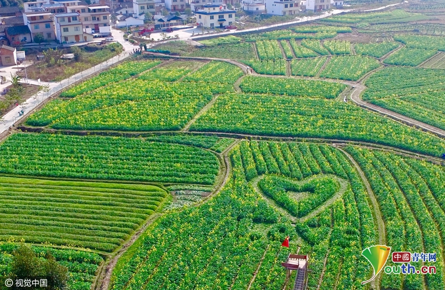 桂林农民油菜花地巨型爱心团吸引游人