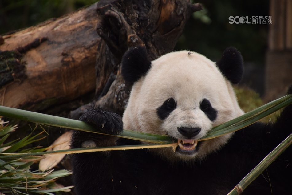 旅美熊猫“宝宝”回蓉第一天：很兴奋 吃得香
