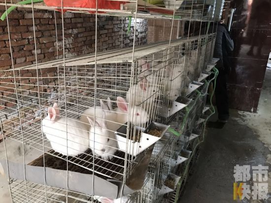周至男子贷款两万养兔子被骗 上百只兔子在家没辙