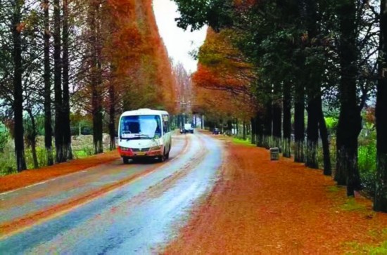 黄山“最美公路”行道树被砍引市民担忧 相关部门回应