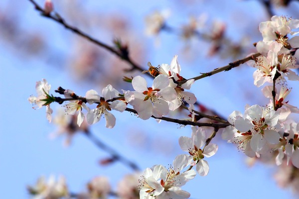 新疆托克逊第五届杏花季将于3月下旬开幕