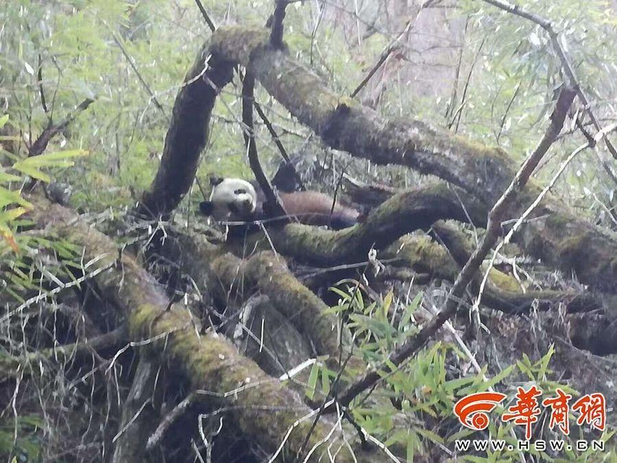 游客偶遇大熊猫 看到人后不慌不忙进山林