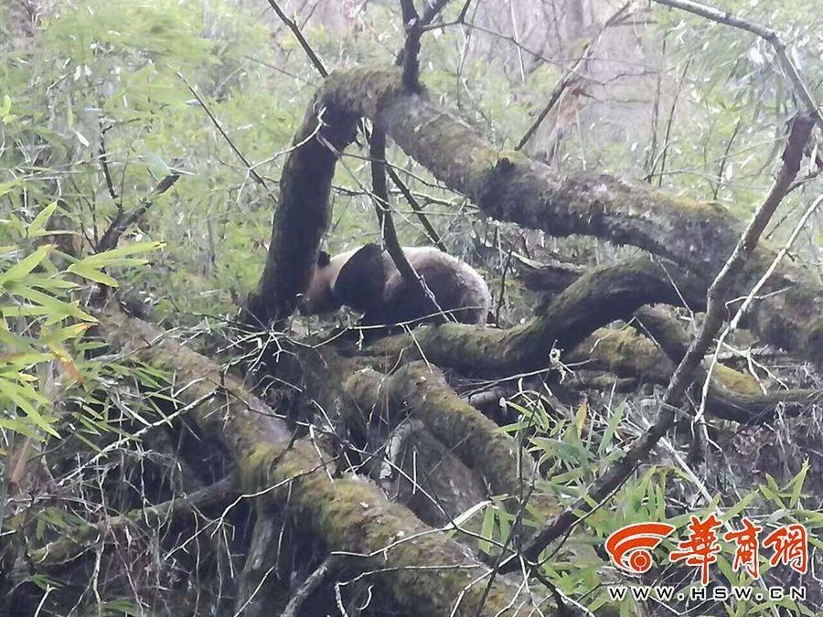 游客偶遇大熊猫 看到人后不慌不忙进山林