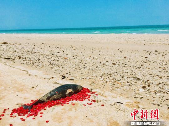 广西北海涠洲岛海豚死亡情况频发 民众组织护鱼队