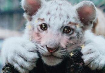 当动物遇上美颜相机 画面是这样的!简直要萌化了(组图)