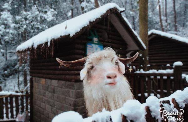 当动物遇上美颜相机 画面是这样的!简直要萌化了(组图)