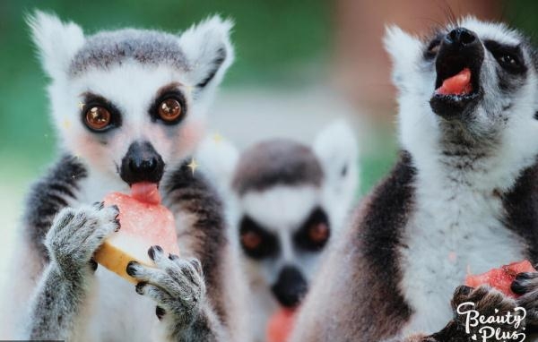 当动物遇上美颜相机 画面是这样的!简直要萌化了(组图)