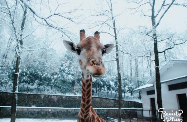 当动物遇上美颜相机 画面是这样的!简直要萌化了(组图)