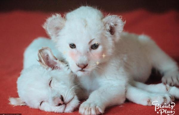 当动物遇上美颜相机 画面是这样的!简直要萌化了(组图)