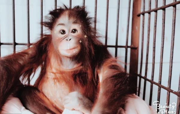 当动物遇上美颜相机 画面是这样的!简直要萌化了(组图)