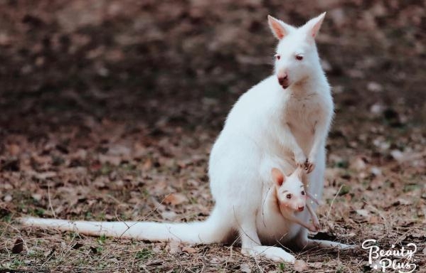 当动物遇上美颜相机 画面是这样的!简直要萌化了(组图)