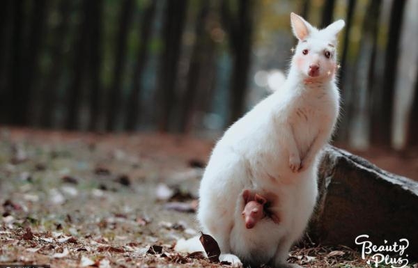 当动物遇上美颜相机 画面是这样的!简直要萌化了(组图)