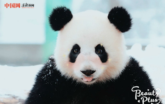 当动物遇上美颜相机 画面是这样的!简直要萌化了(组图)