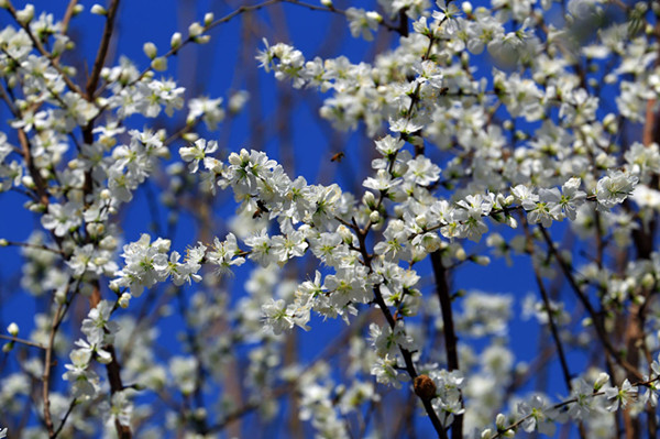 春天来了 新疆托克逊的花争相盛开