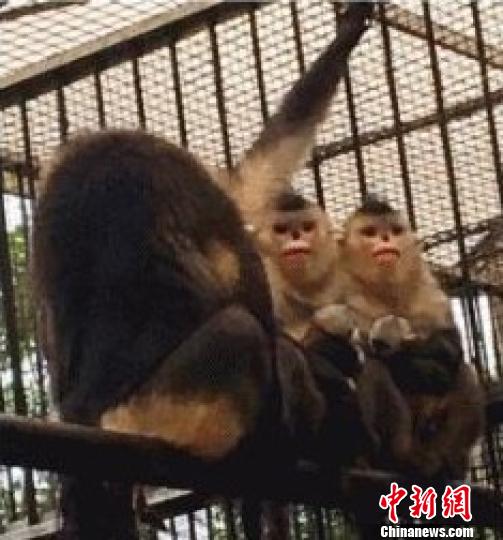 昆明动物研究所新添两只子三代滇金丝猴