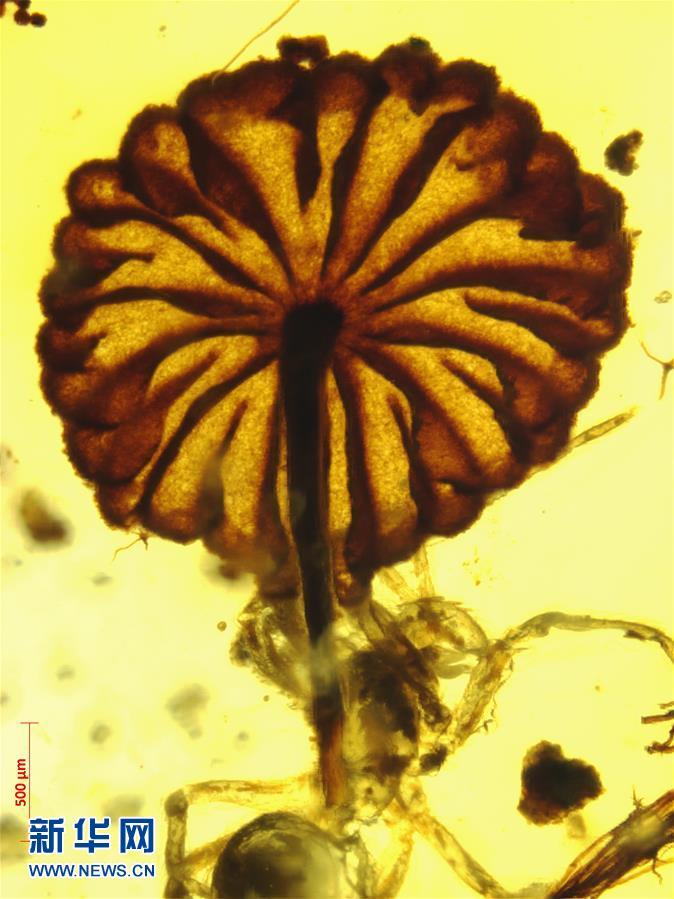 科学家发现迄今最古老的完整蘑菇化石