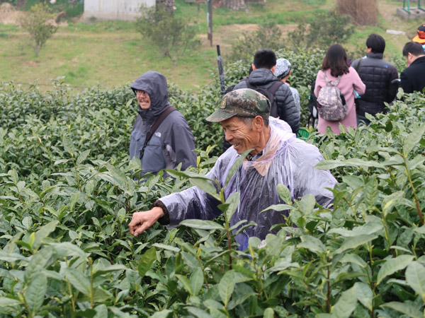 无锡太湖春茶产量渐增 邀市民体验新茶采摘乐趣