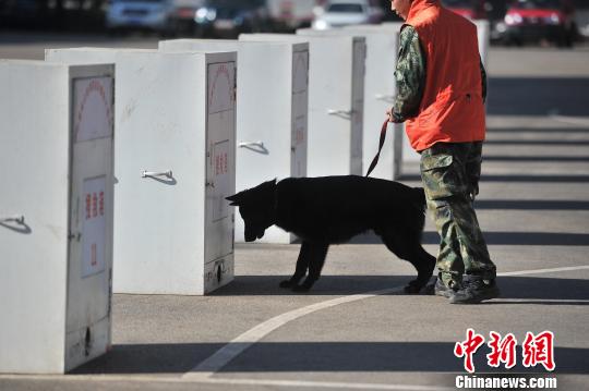 中国西南地区搜救犬昆明集训 磨练“十八般武艺”