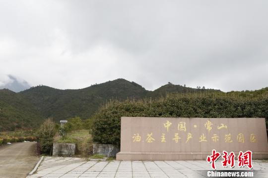 浙江常山激活油茶生态链 “绿色油库”添色致富样本