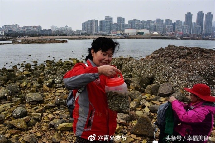 青岛前海一线海蛎子日渐肥美 市民扎堆赶海拾趣
