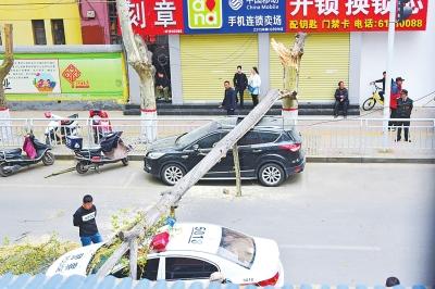 郑州街头60多年大树突然倒下 两辆汽车“遭殃”