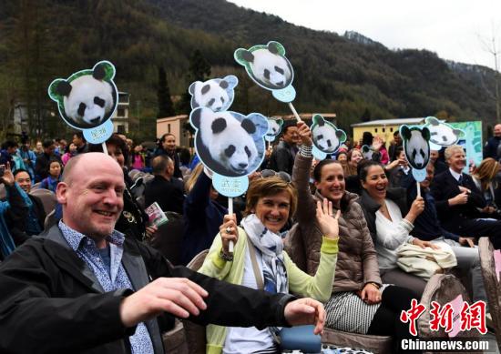 大熊猫“星雅”“武雯”启程赴荷兰旅居