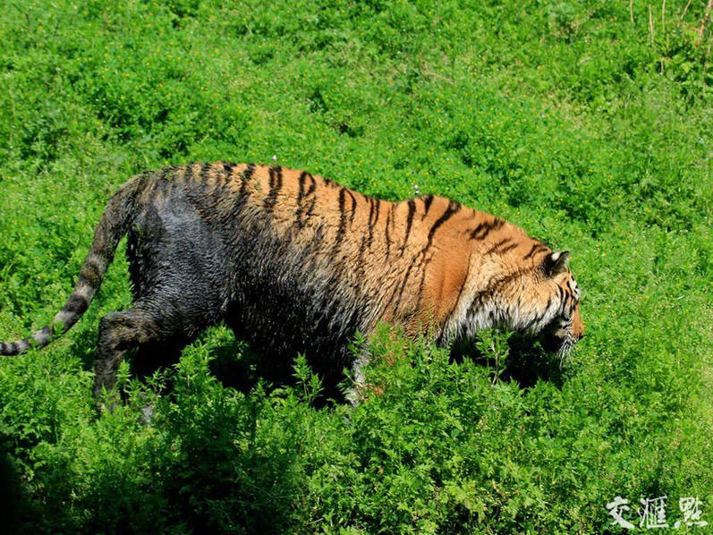 南京一动物园池水发黑发臭 老虎被染成黑虎