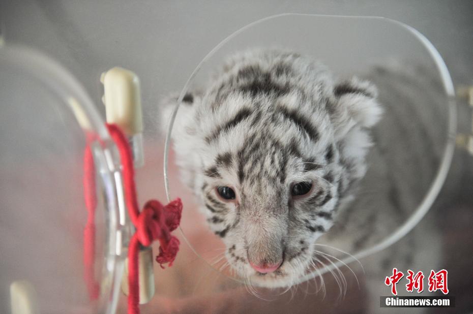 云南野生动物园新增两只小白虎 萌态十足惹人爱