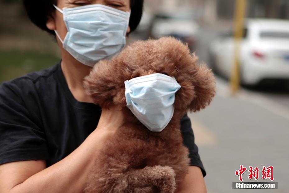 北京街头一名市民抱着戴口罩的宠物狗出行. 中新社记者 李慧思摄