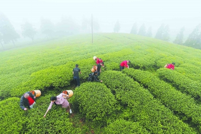 体验采茶制茶 农业旅游红火