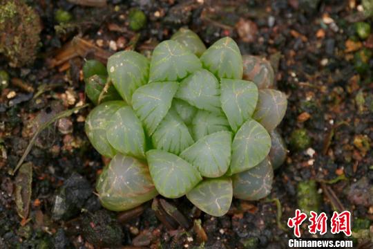 探访江西德兴多肉植物种植基地