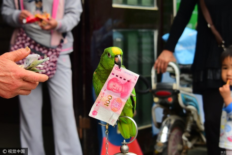 郑州一岁鹦鹉是“财迷” 能辨别纸币大小