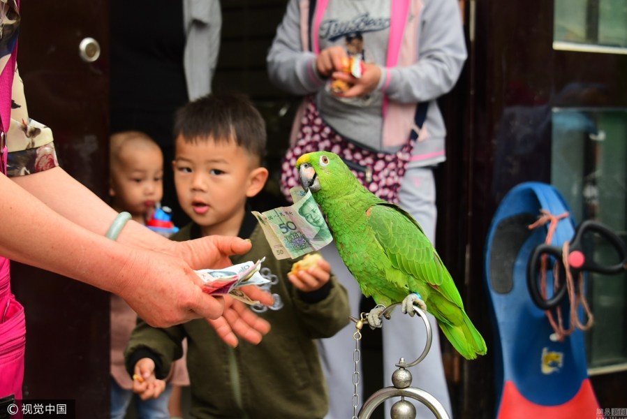 郑州一岁鹦鹉是“财迷” 能辨别纸币大小