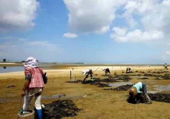 农妇泥地挖出沙虫 月赚5千!“海洋虫草”的功效
