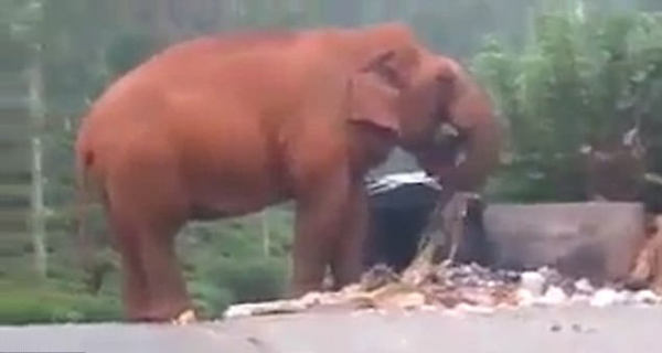 印遭遇百年一遇旱灾 大象路边吃垃圾为生