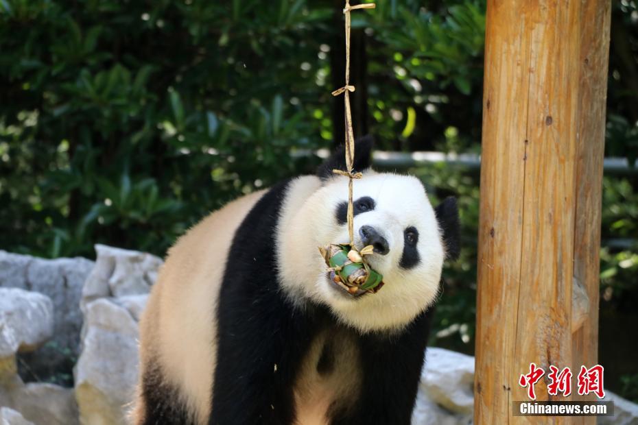 扬州一动物园大熊猫品尝粽子迎端午