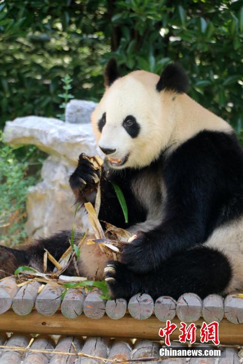 扬州一动物园大熊猫品尝粽子迎端午