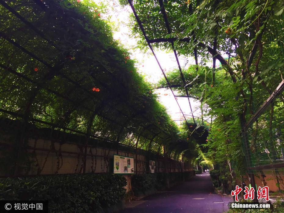 杭州一老小区现200米长凌霄花隧道显浪漫